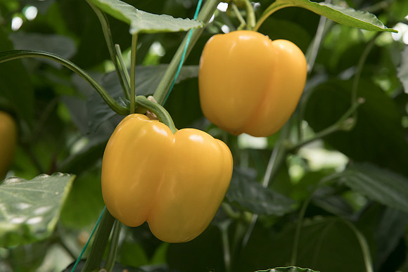 Peppers_DR8261PB_0064