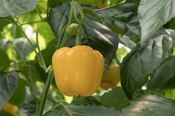 Peppers_DR8261PB_0036