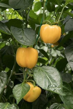 Peppers_DR8261PB_0087