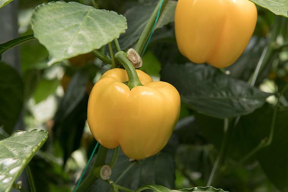 Peppers_DR8261PB_0062