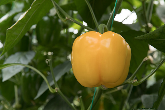 Peppers_DR8261PB_0051