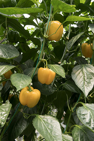 Peppers_DR8261PB_0059