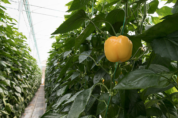 Peppers_DR8261PB_0046