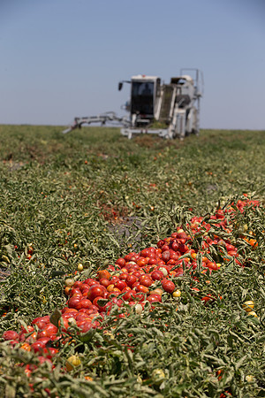 PTOM_Harvester_CA_00011