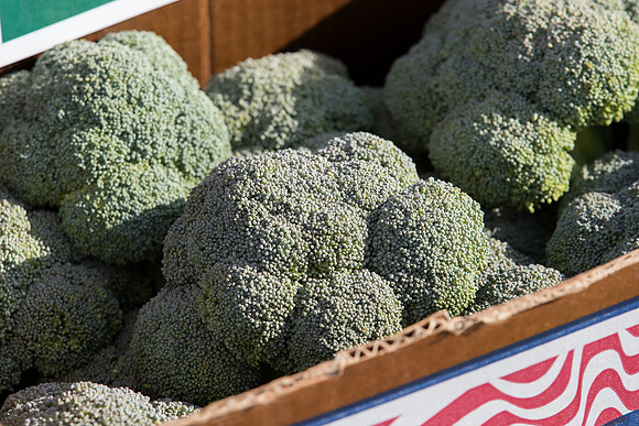 Broccoli_SV9443BL_CA_0006