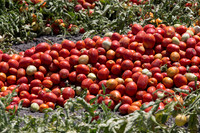 PTOM_Harvester_CA_00021