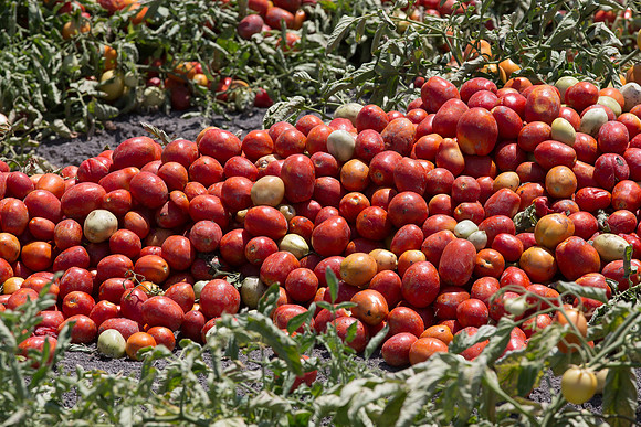 PTOM_Harvester_CA_00021