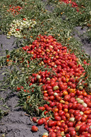 PTOM_Harvester_CA_00026