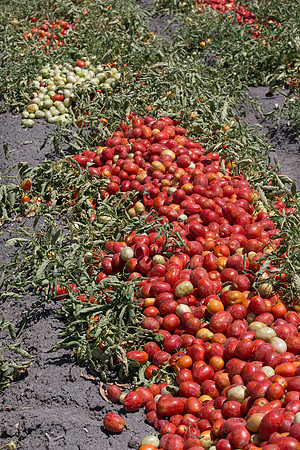 PTOM_Harvester_CA_00026