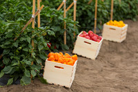 SweetPeppers_MultipleVarieties_CA_0010