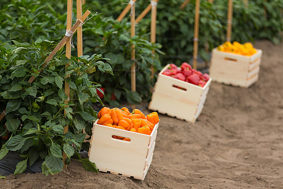 SweetPeppers_MultipleVarieties_CA_0010