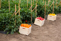 SweetPeppers_MultipleVarieties_CA_0005