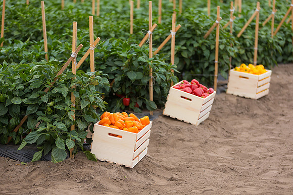 SweetPeppers_MultipleVarieties_CA_0005