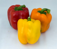 BellPepper_Luzon-Morrain-719_MX_Group_0007