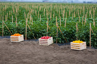 SweetPeppers_MultipleVarieties_CA_0015