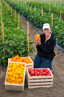 SweetPeppers_MultipleVarieties_CA_0031