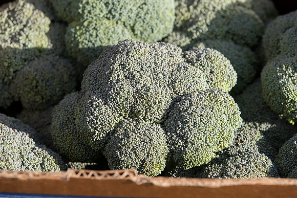 Broccoli_SV9443BL_CA_0004