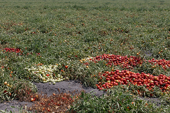 PTOM_Harvester_CA_00024