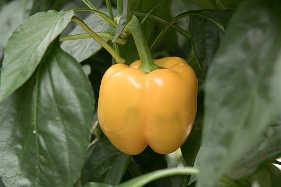 Peppers_Lemoncello_0040