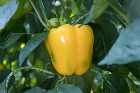 Peppers_Lemoncello_0054