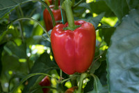 Peppers_Riazor_0013