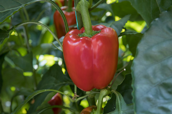 Peppers_Riazor_0013