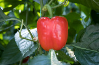 Peppers_Riazor_0003