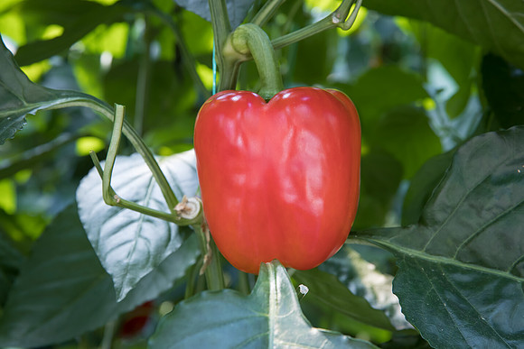 Peppers_Riazor_0003