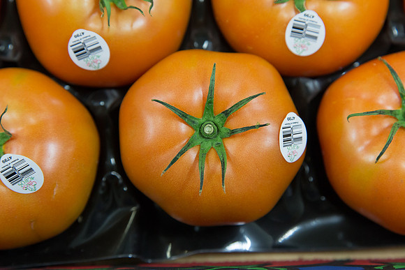 Tomato_Terero_MX_0122