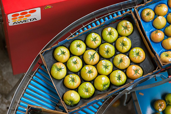 Tomato_Terero_MX_0276