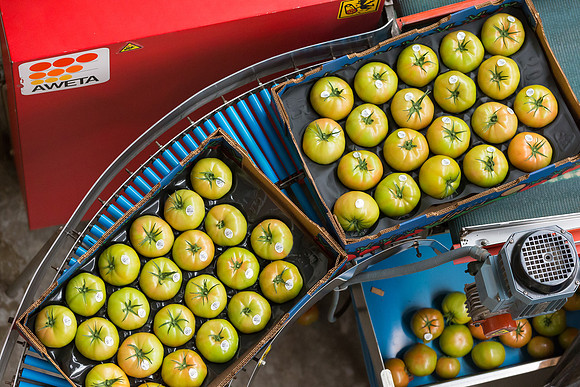 Tomato_Terero_MX_0273