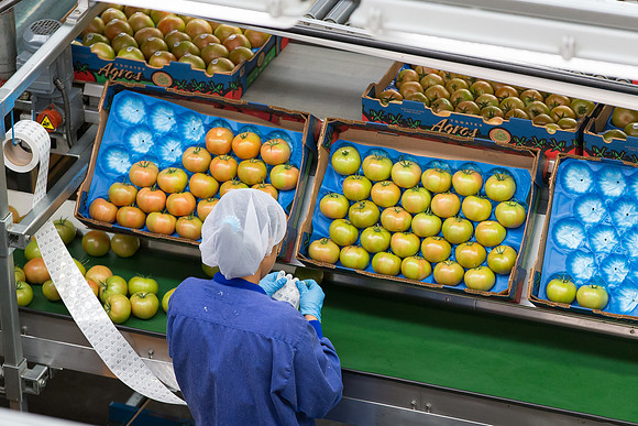 Tomato_Terero_MX_0244
