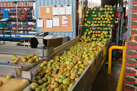 Tomato_Terero_MX_0162