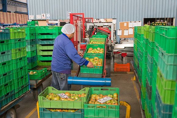 Tomato_Terero_MX_0218