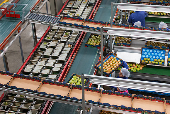 Tomato_Terero_MX_0270