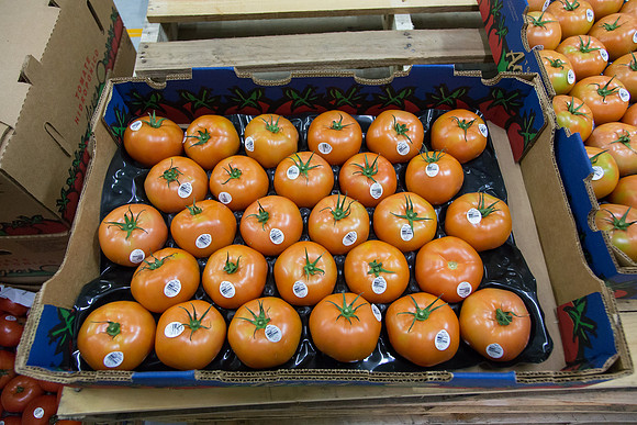 Tomato_Terero_MX_0110