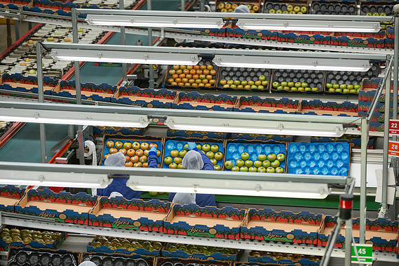 Tomato_Terero_MX_0253