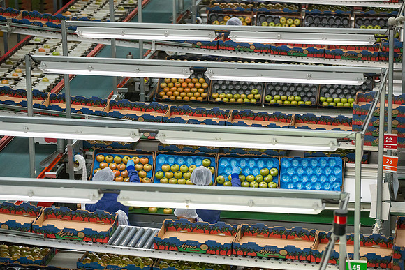 Tomato_Terero_MX_0248
