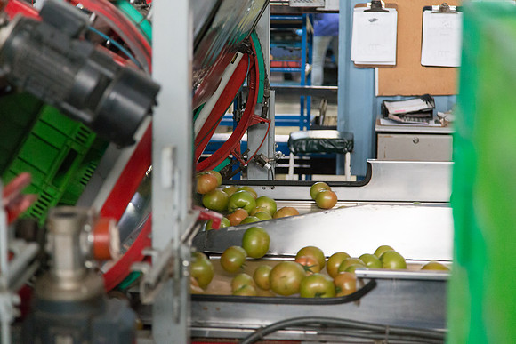 Tomato_Terero_MX_0180