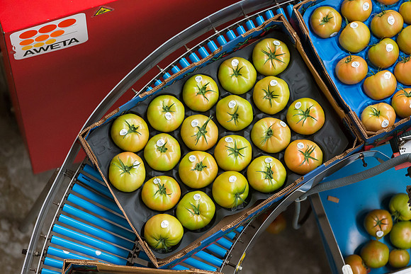 Tomato_Terero_MX_0277