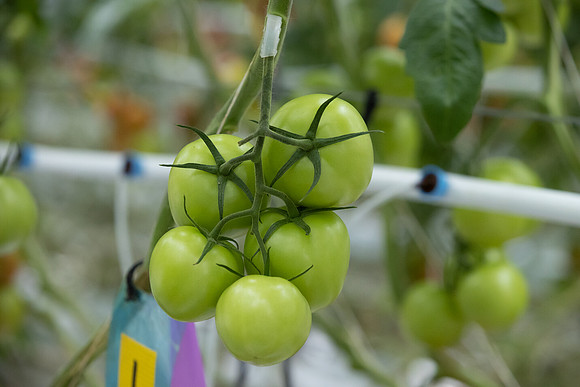 Tomatoes_Merlice_4