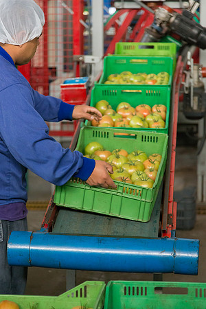 Tomato_Terero_MX_0213