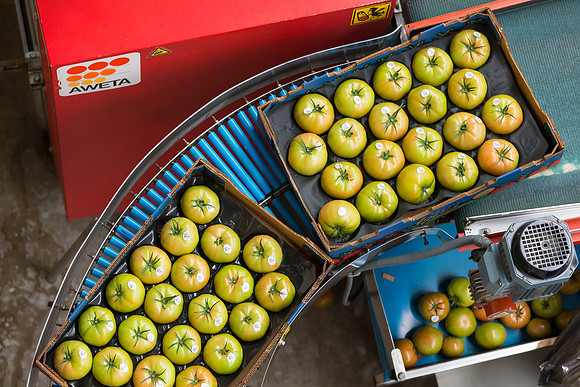Tomato_Terero_MX_0274