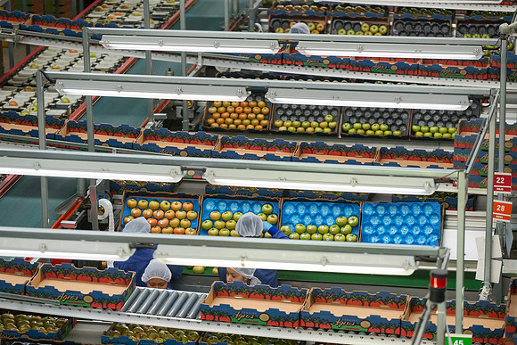 Tomato_Terero_MX_0247