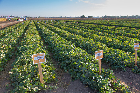 Melon_FieldDays_Woodland_CA_0002