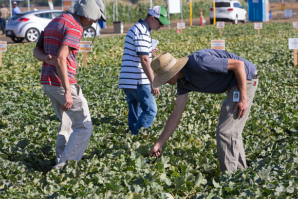 Melon_FieldDays_Woodland_CA_0085