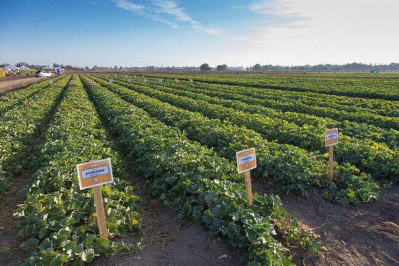 Melon_FieldDays_Woodland_CA_0003