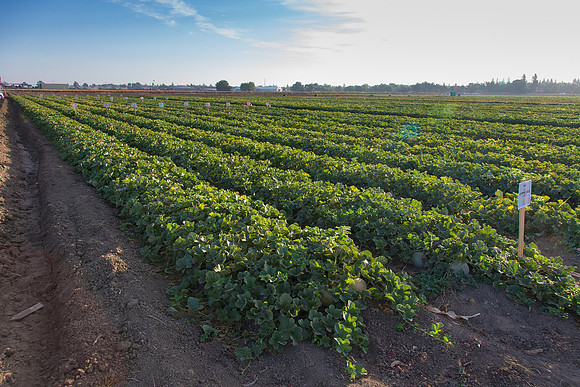 Melon_FieldDays_Woodland_CA_0006