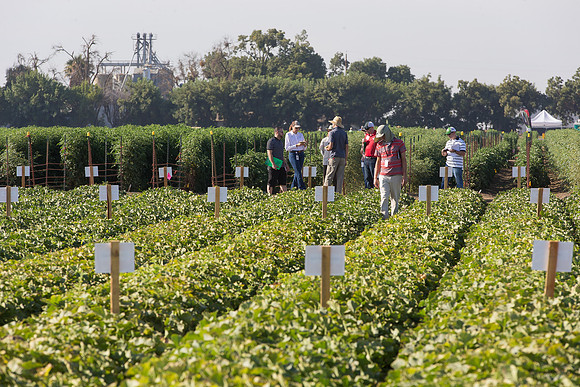 Melon_FieldDays_Woodland_CA_0014