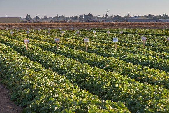 Melon_FieldDays_Woodland_CA_0008